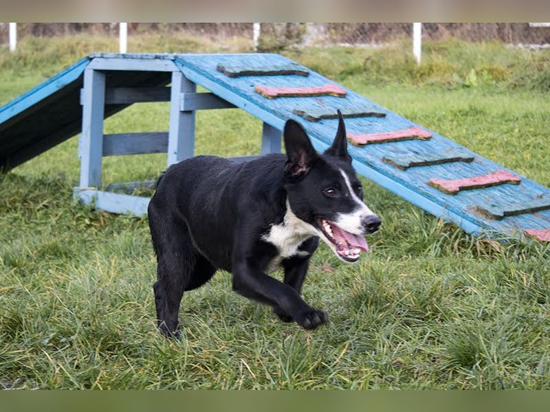 Gretchen: kennt nur das Tierheim