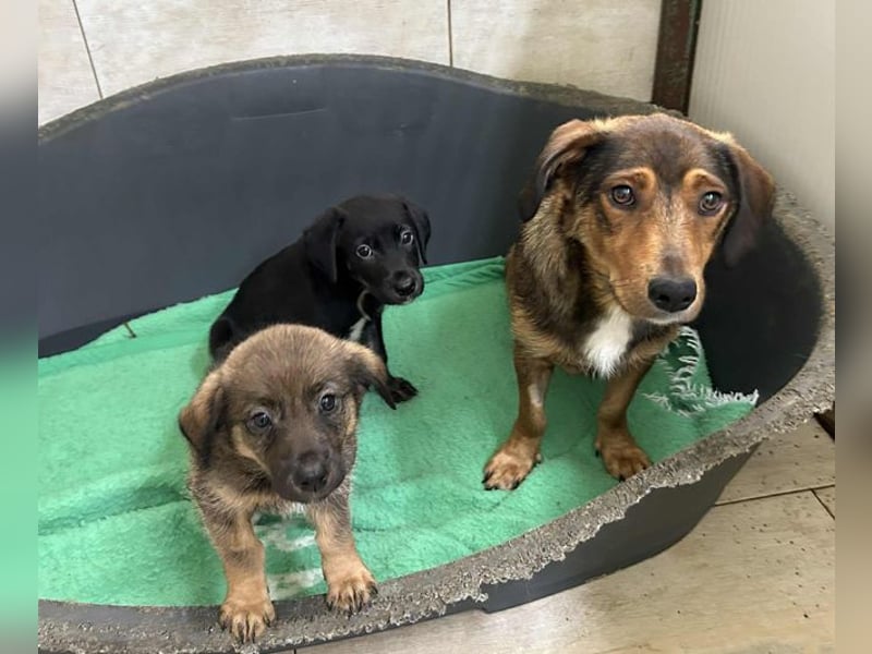 Chip 253715: Hundekind sucht ein Zuhause