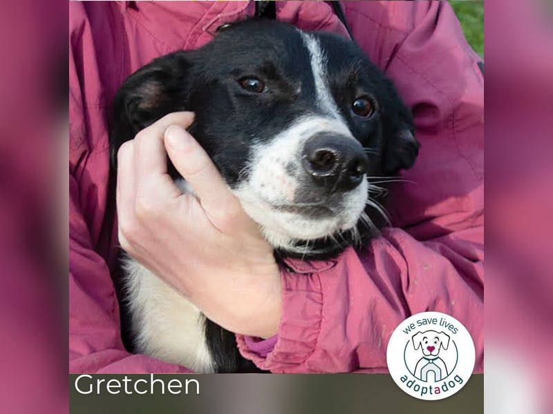 Gretchen: kennt nur das Tierheim