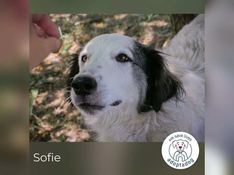 Sofie: Sucht ein Zuhause