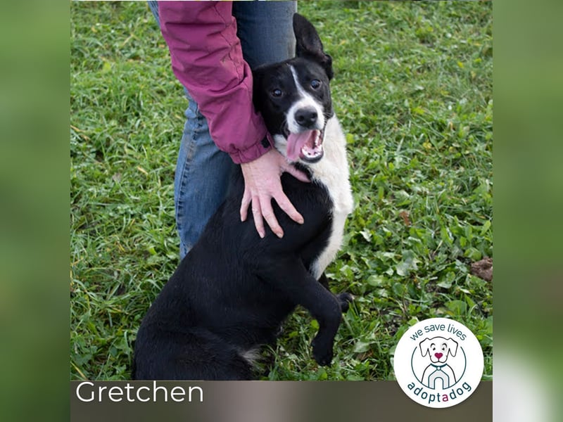 Gretchen: kennt nur das Tierheim
