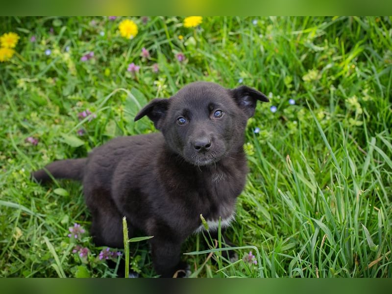 Trine: Hundekind sucht ein Zuhause