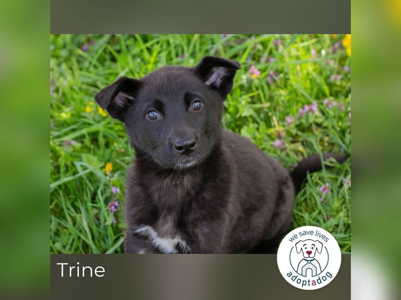 Trine: Hundekind sucht ein Zuhause