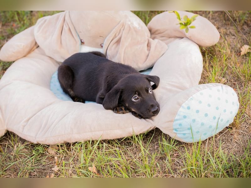 Chip 253715: Hundekind sucht ein Zuhause