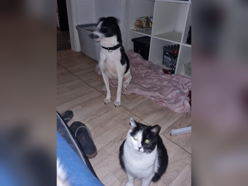 Perdi: lebensfrohes Powerpaket in 66954 Pirmasens