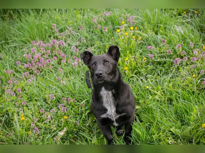 Isi: Hundekind sucht ein Zuhause