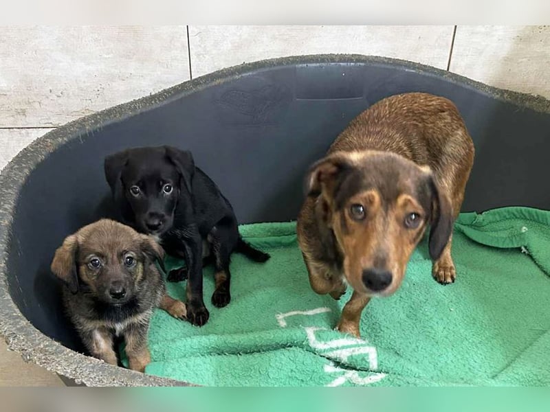 Chip 253715: Hundekind sucht ein Zuhause