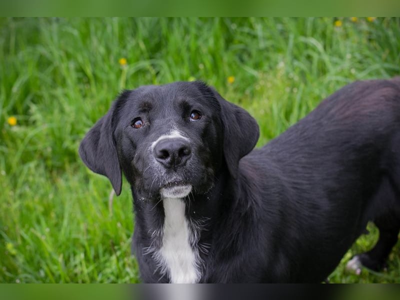Chip 238265: Sucht ein Zuhause
