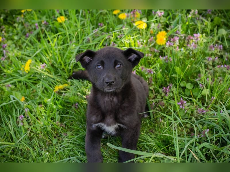 Trine: Hundekind sucht ein Zuhause