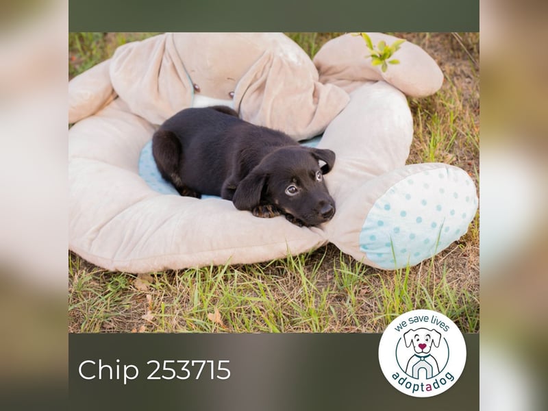 Chip 253715: Hundekind sucht ein Zuhause