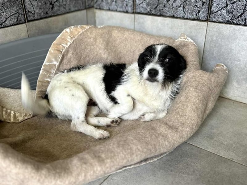 Chip 265889: Sucht ein Zuhause
