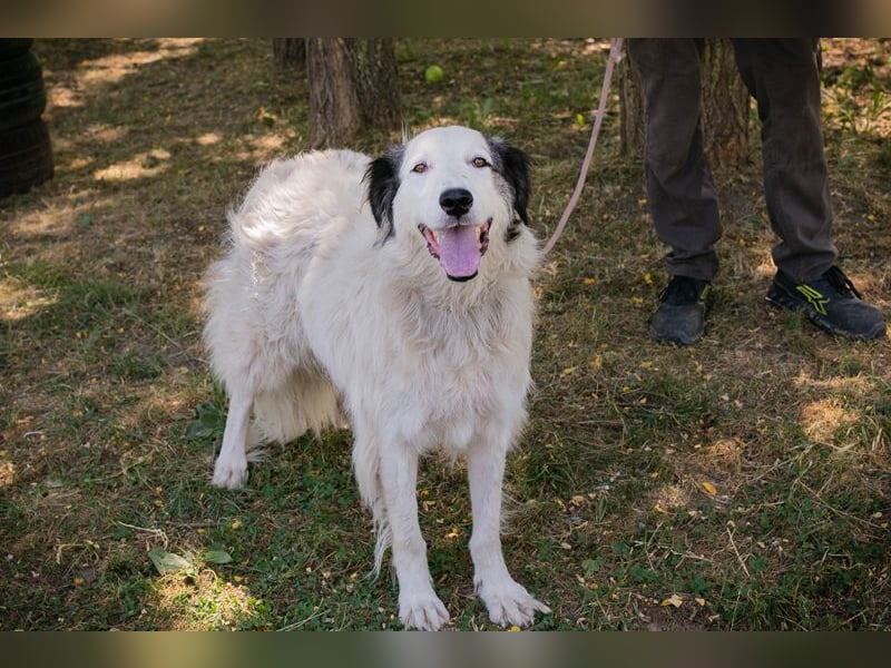 Sofie: Sucht ein Zuhause