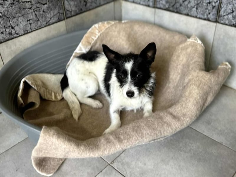 Chip 265889: Sucht ein Zuhause