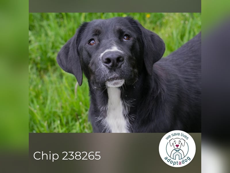 Chip 238265: Sucht ein Zuhause