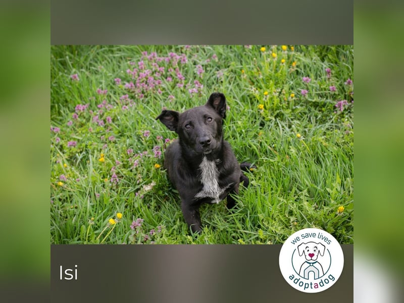 Isi: Hundekind sucht ein Zuhause