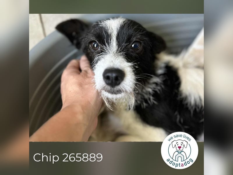 Chip 265889: Sucht ein Zuhause