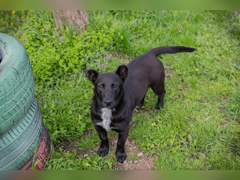 Isi: Hundekind sucht ein Zuhause