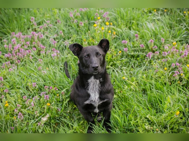 Isi: Hundekind sucht ein Zuhause
