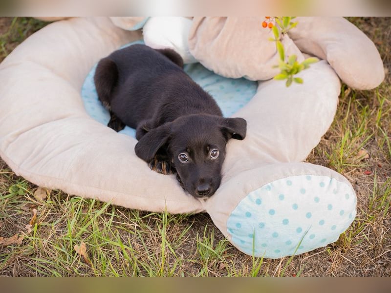 Chip 253715: Hundekind sucht ein Zuhause