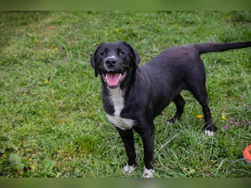 Chip 238265: Sucht ein Zuhause
