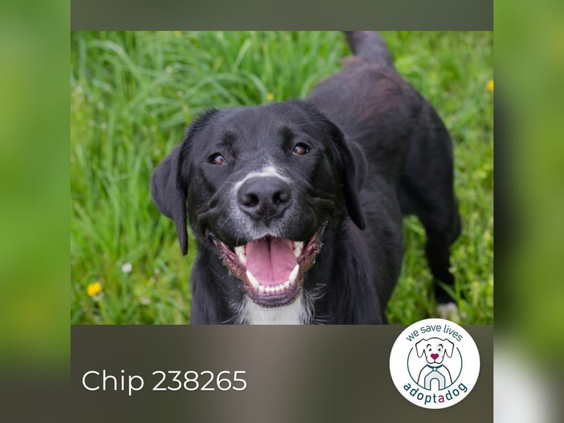 Chip 238265: Sucht ein Zuhause