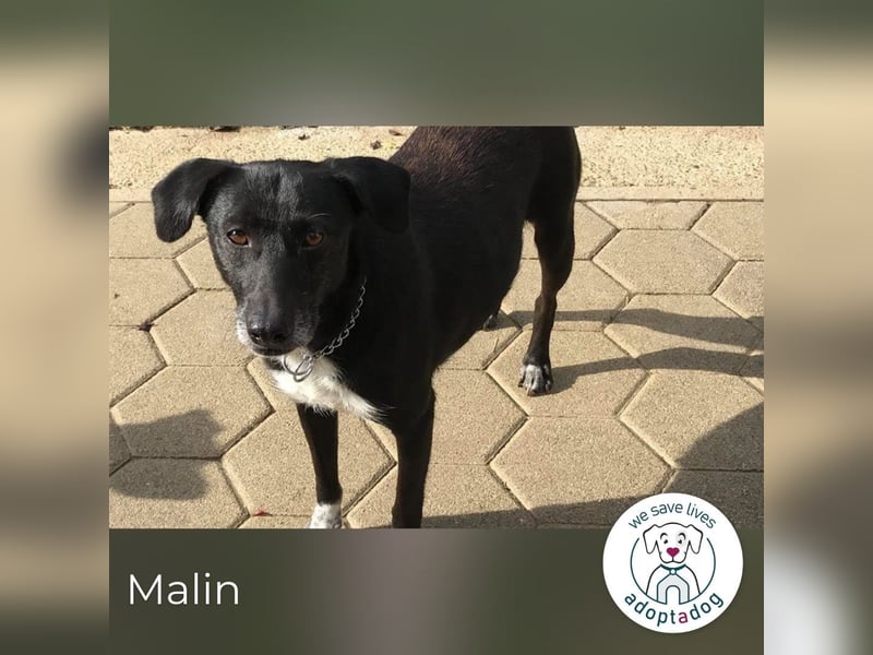 Malin: Black Beauty