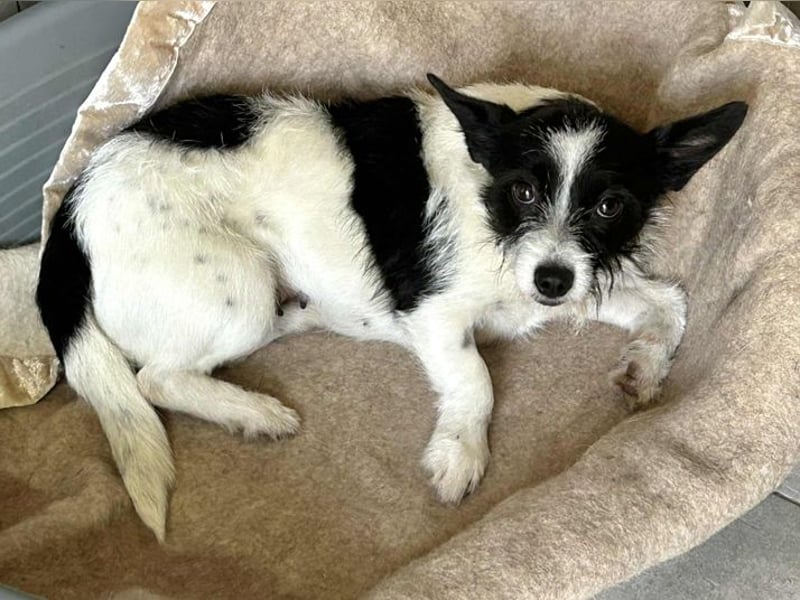 Chip 265889: Sucht ein Zuhause