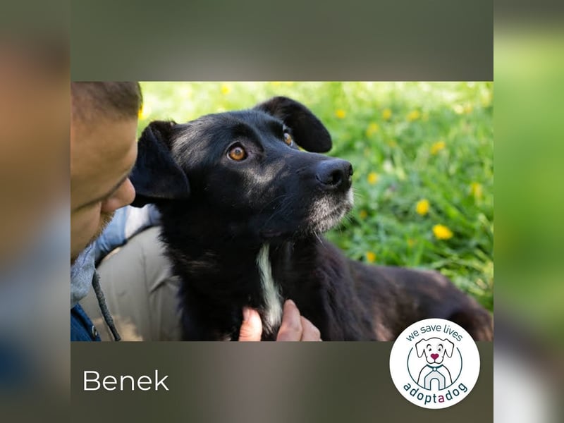 Benek: Träumt von einem Zuhause