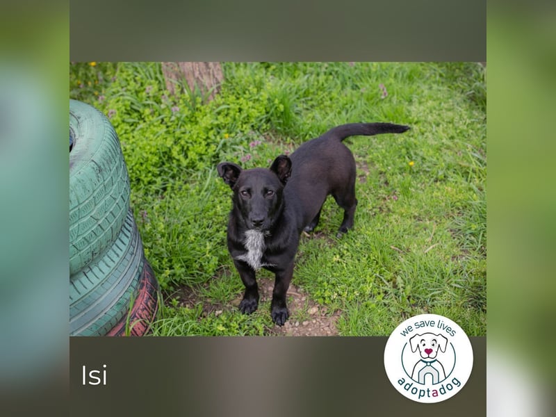 Isi: Hundekind sucht ein Zuhause