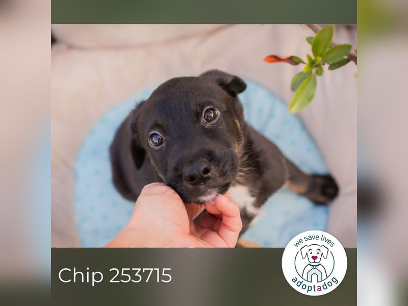 Chip 253715: Hundekind sucht ein Zuhause