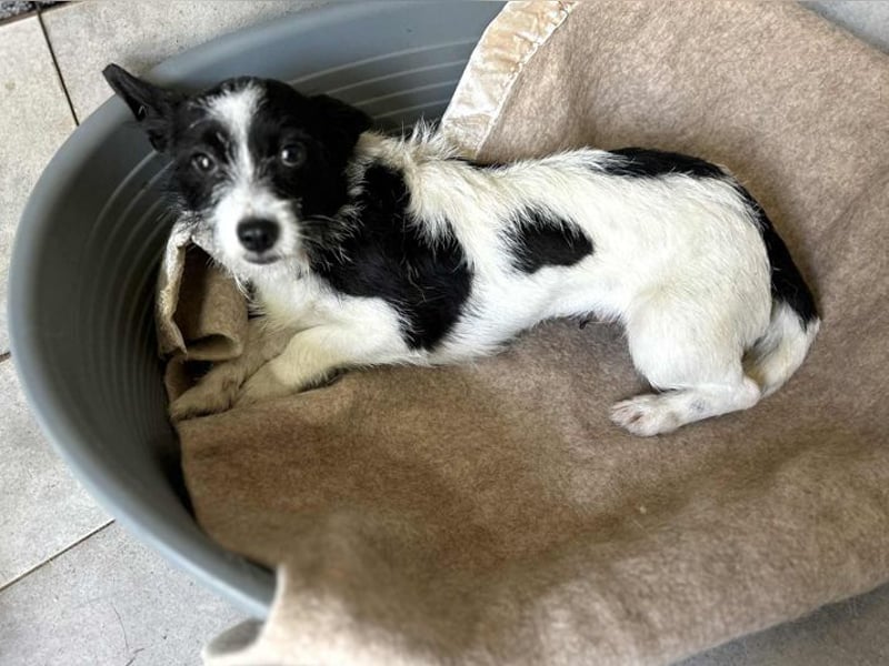 Chip 265889: Sucht ein Zuhause