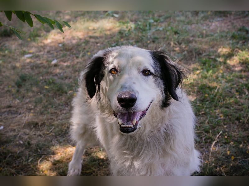 Sofie: Sucht ein Zuhause