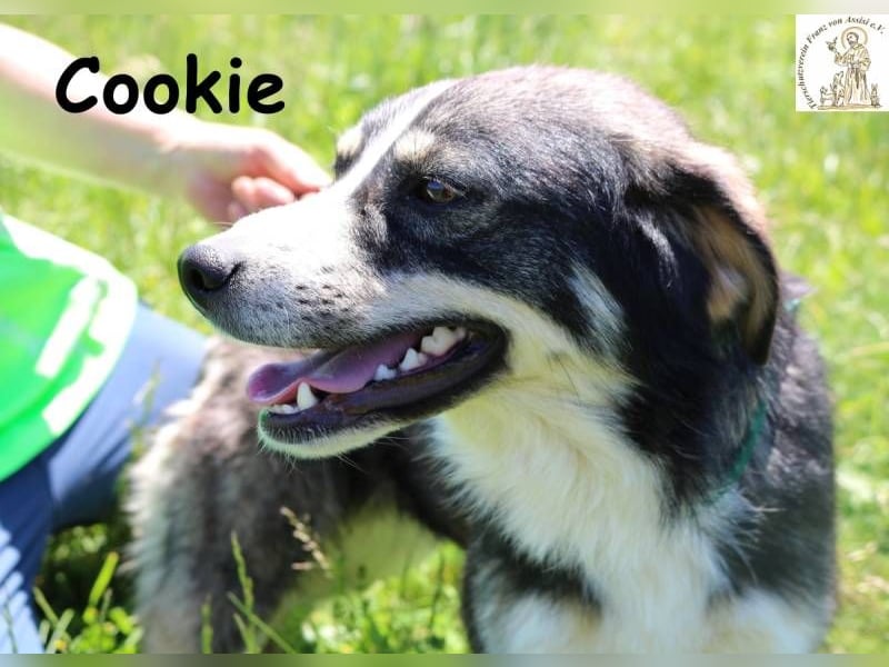 Cookie – Pfoten, die dein Herz stehlen