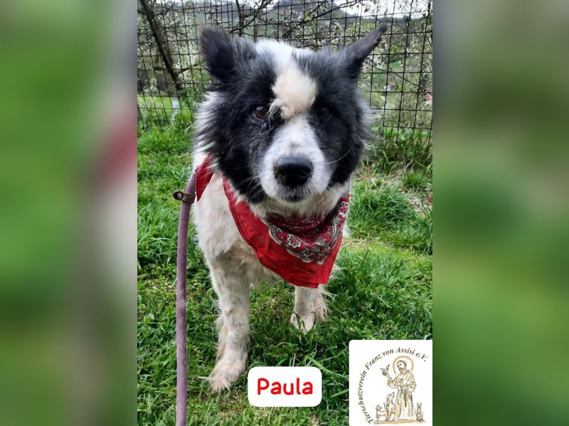 PAULA – besondere Fellnase sucht Happy End!