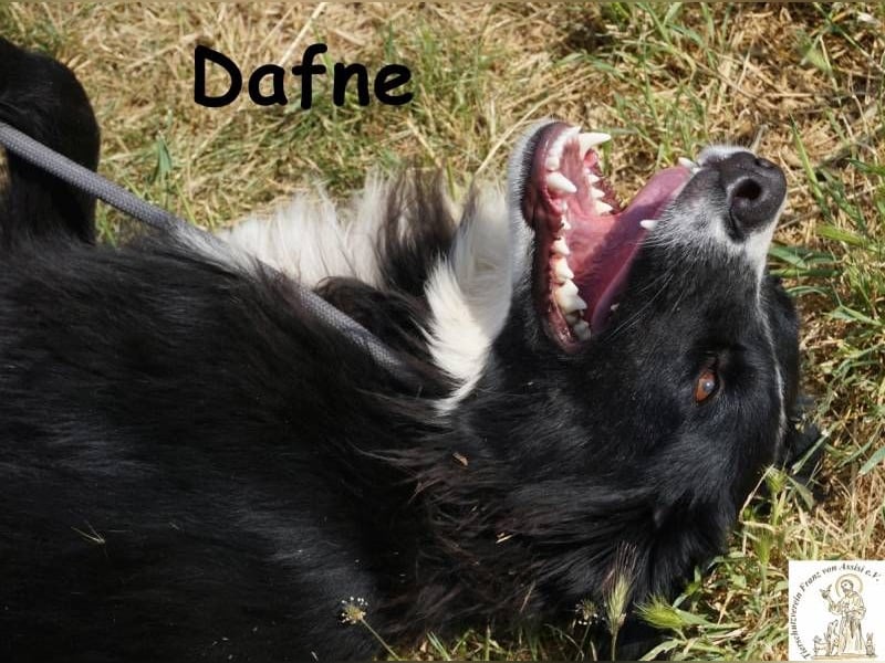 Dafne – die Schönheit mit einem großen Herzen
