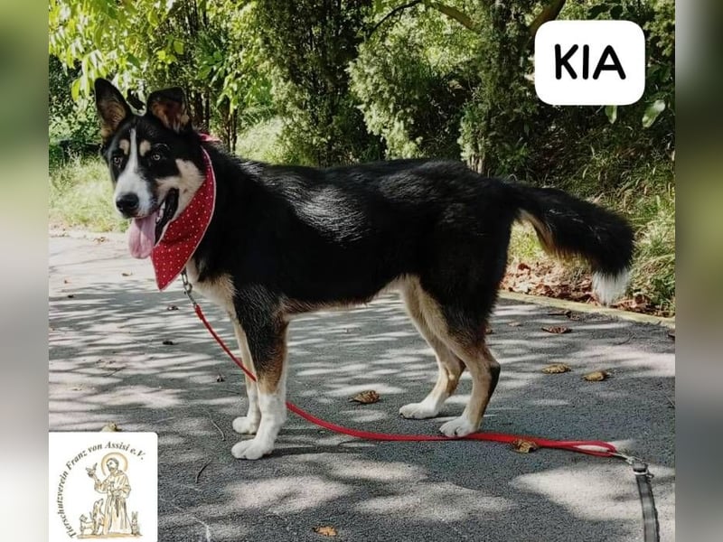 KIA -  sanftes, liebenswertes Hundemädchen