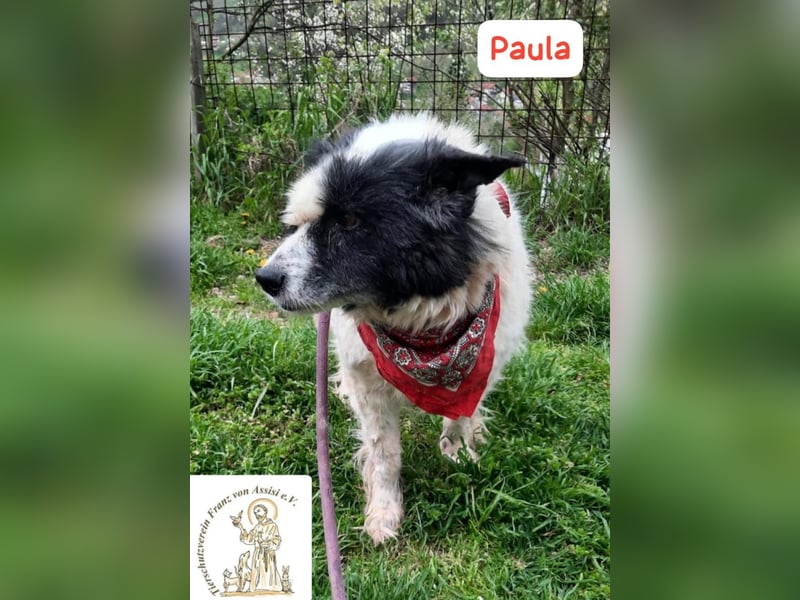PAULA – besondere Fellnase sucht Happy End!