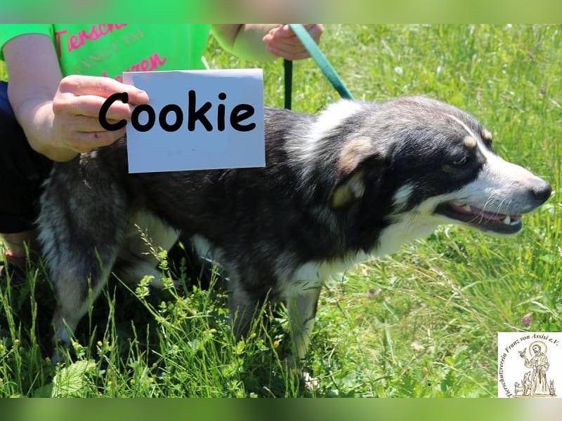 Cookie – Pfoten, die dein Herz stehlen