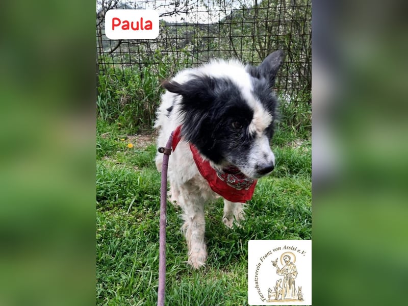 PAULA – besondere Fellnase sucht Happy End!