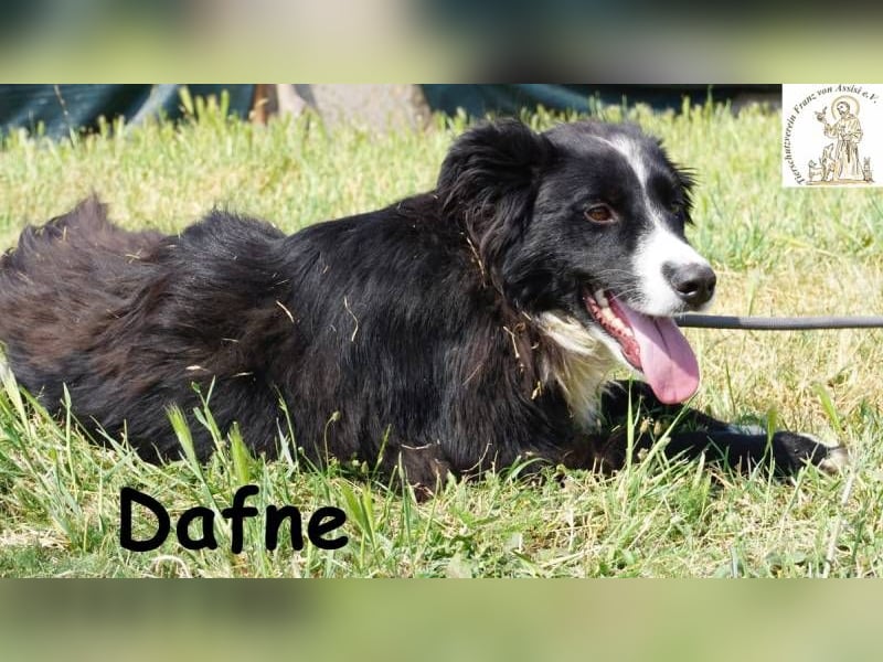 Dafne – die Schönheit mit einem großen Herzen