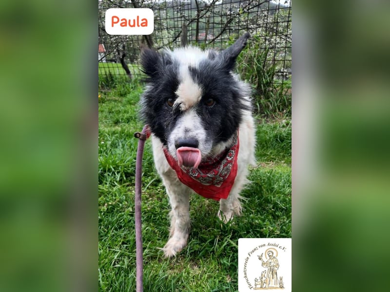 PAULA – besondere Fellnase sucht Happy End!