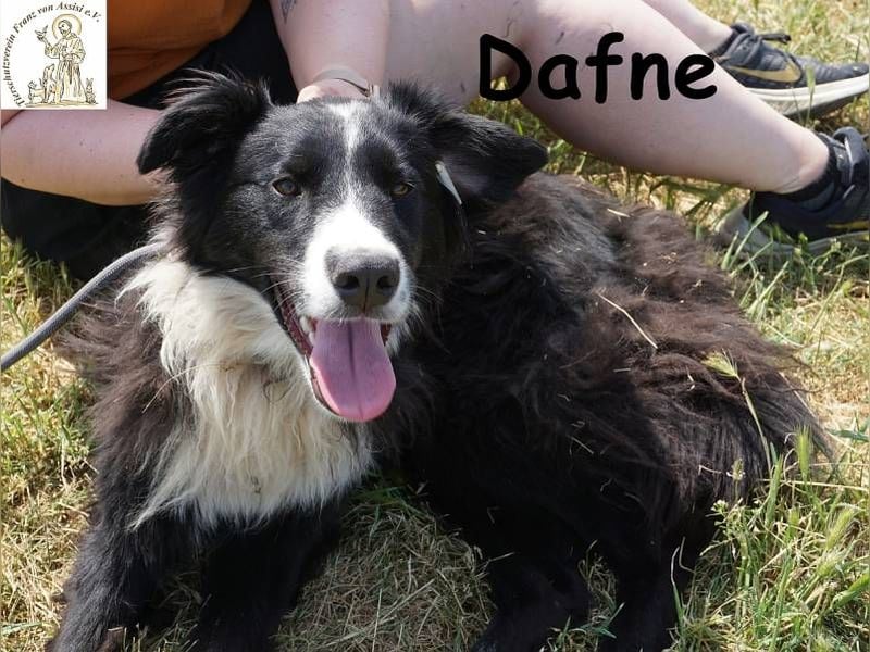 Dafne – die Schönheit mit einem großen Herzen