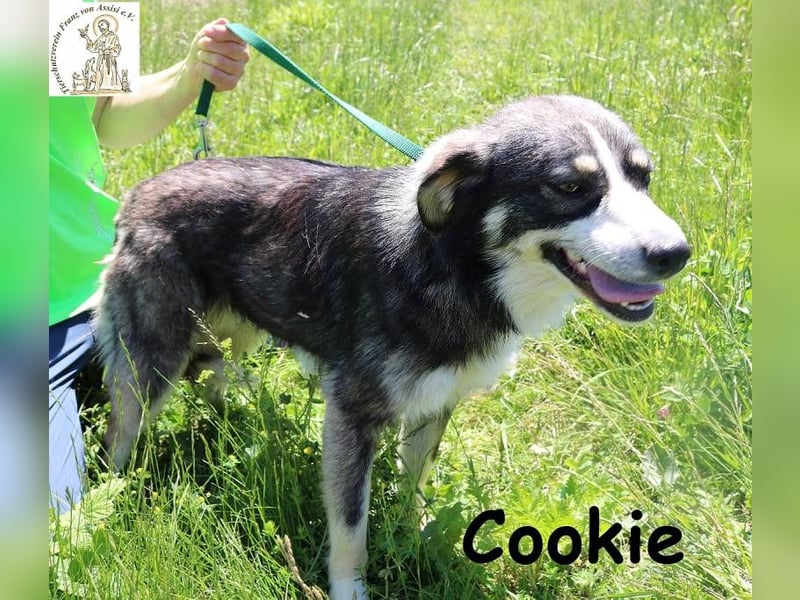 Cookie – Pfoten, die dein Herz stehlen