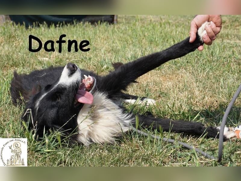 Dafne – die Schönheit mit einem großen Herzen