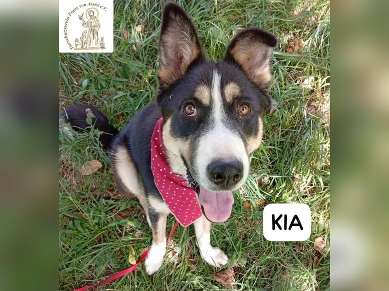 KIA -  sanftes, liebenswertes Hundemädchen