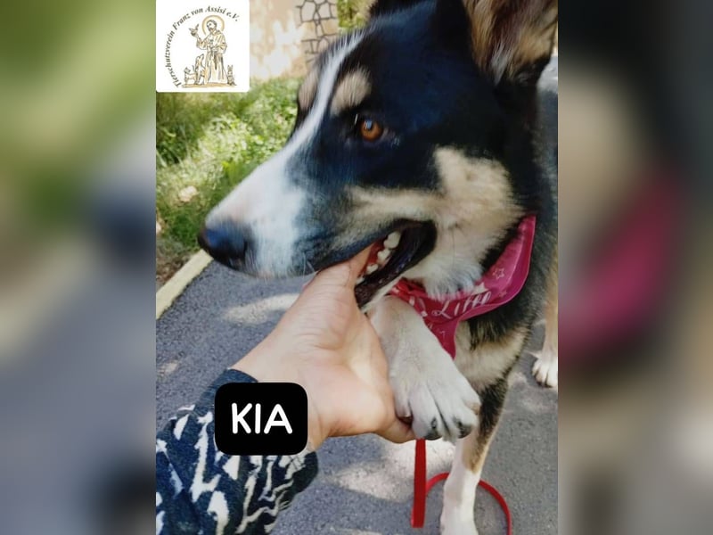 KIA -  sanftes, liebenswertes Hundemädchen