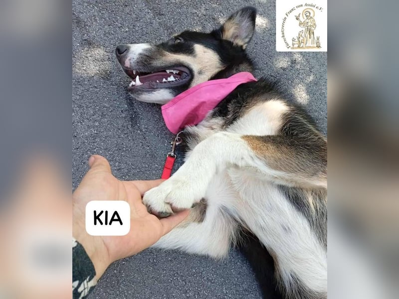KIA -  sanftes, liebenswertes Hundemädchen