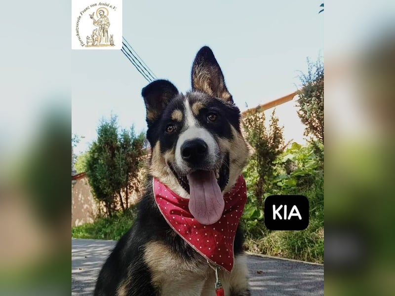 KIA -  sanftes, liebenswertes Hundemädchen