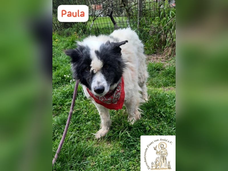 PAULA – besondere Fellnase sucht Happy End!