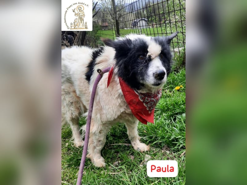 PAULA – besondere Fellnase sucht Happy End!